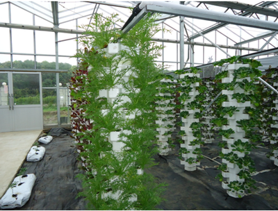 tower hydroponics